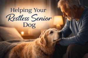 why is my senior dog restless