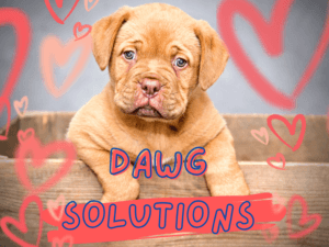 how to calm my scared dog during storms