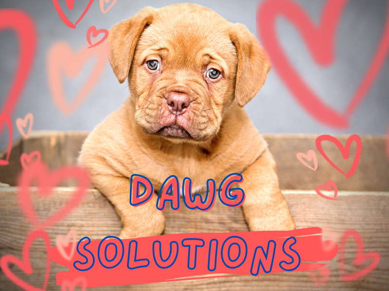 how to calm my scared dog during storms