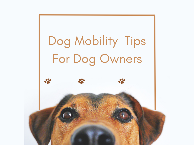 senior dog mobility assistance tips