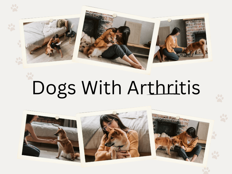 how to help dogs with arthritis move better