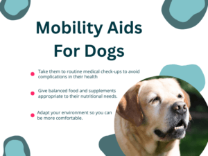 how to choose mobiity aids for dogs