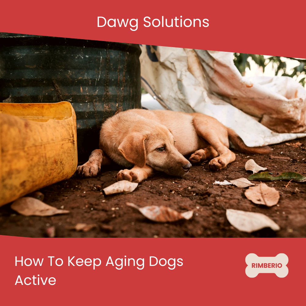 How to Keep Aging Dogs Active