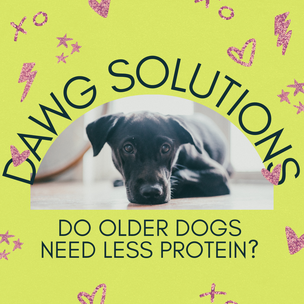 do older dogs need less protein