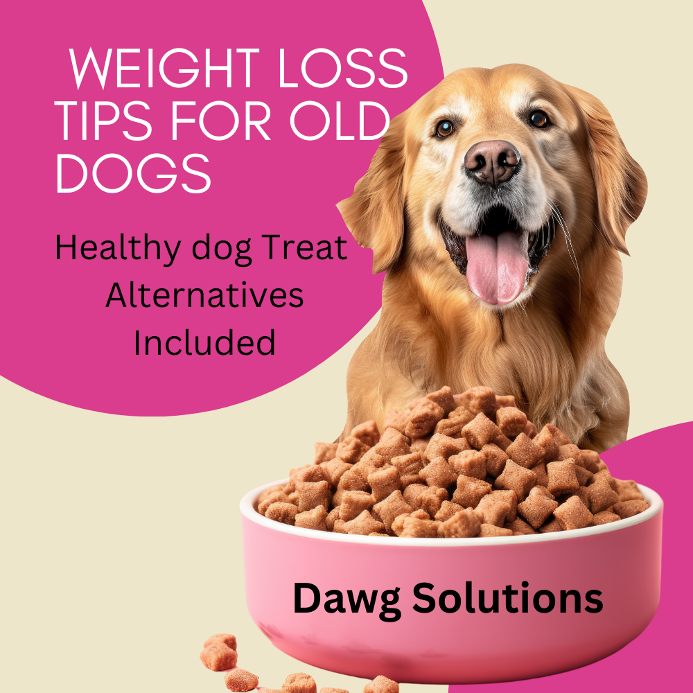 dog weight loss tips for owners