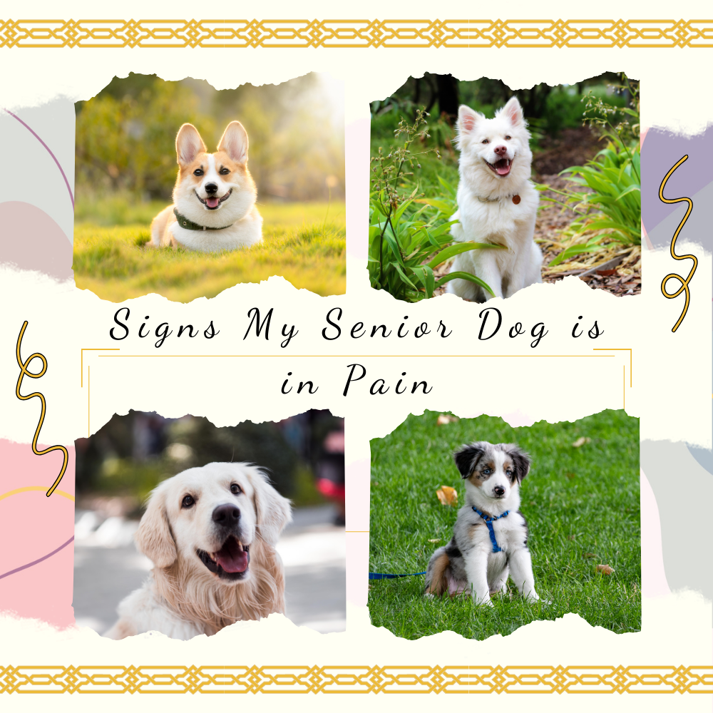 signs my senior dog is in pain