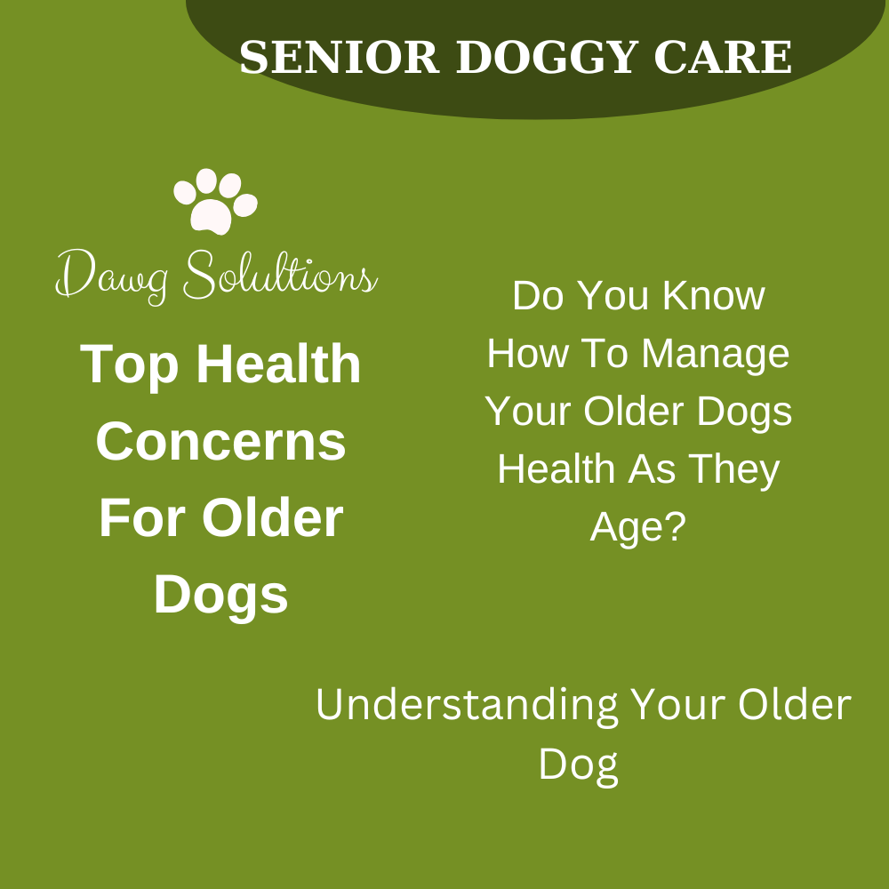 top health concerns for older dogs