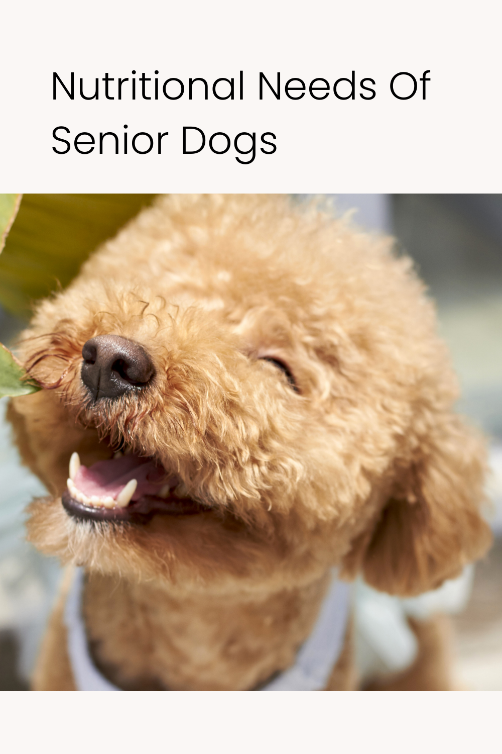 Better Nutritional Needs of Senior Dogs