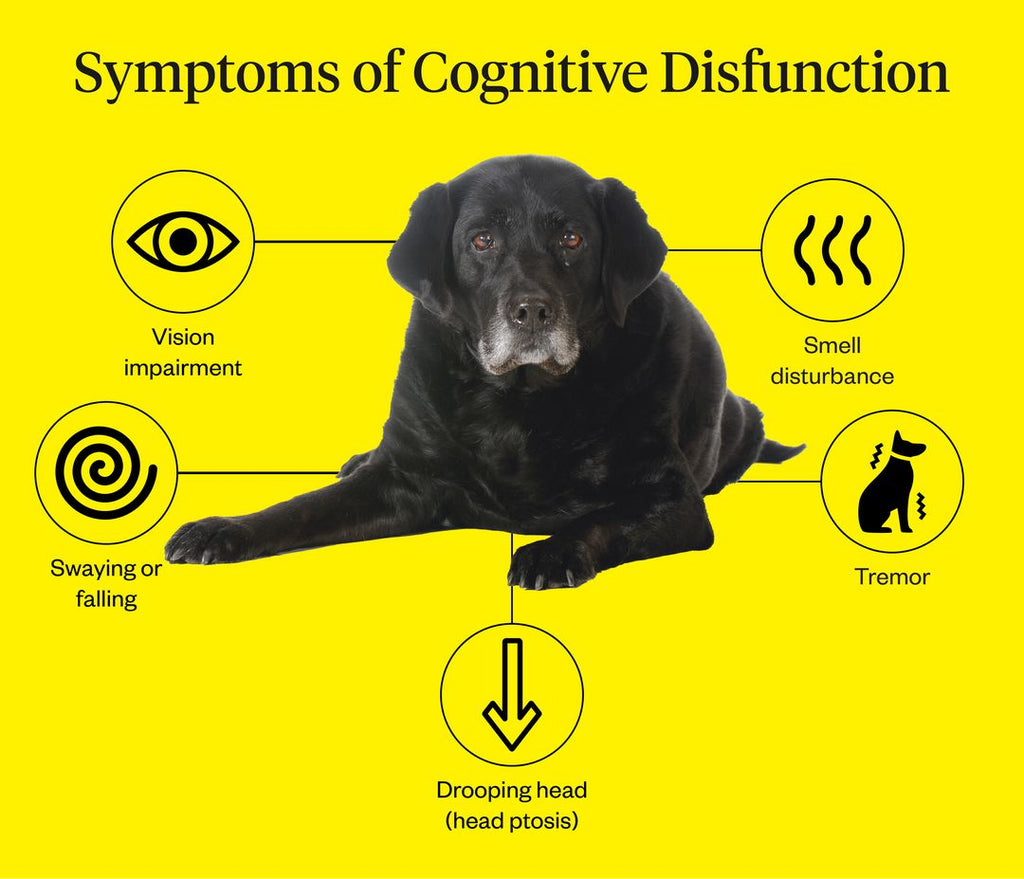 https://dawgsolutions.com/wp-content/uploads/2026/03/https-cdn-shopify-com-s-files-1-0535-2738-0144-files-identifying-treating-anxiety-in-older-dogs-graphic-2-1024x1024-jpg-v-1637283272.jpg