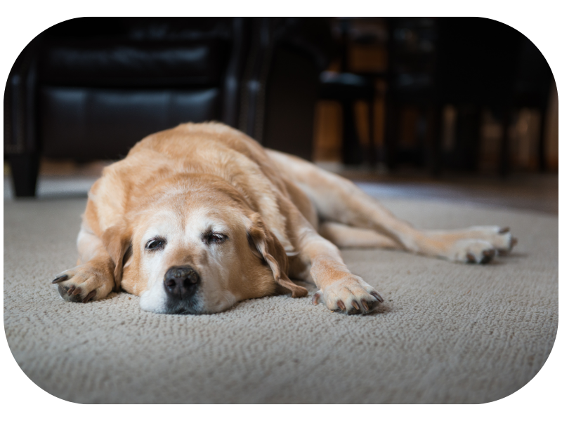 dog joint pain signs and treatments